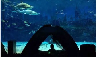 北京海洋馆| 夜宿海洋馆，海底露营，寻找属于你的海底奇缘