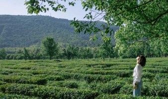 徒步苏州森林秘境旺山，走进最美乡村，遇见法式浪漫茶园（上海出发1日线）
