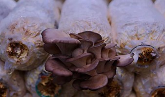 蘑菇研究院丨亲子半日营 博物大百科，宝藏基地摘蘑菇回家烹饪做美食（多期-每周六/日）